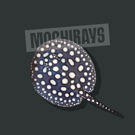 Mochi Black #07 -