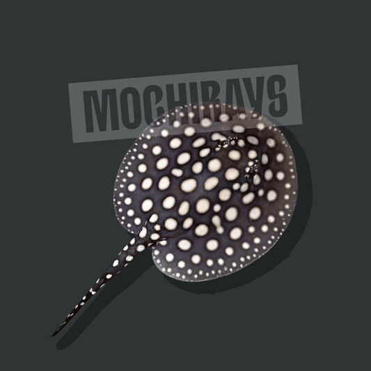 Mochi Black #08 -