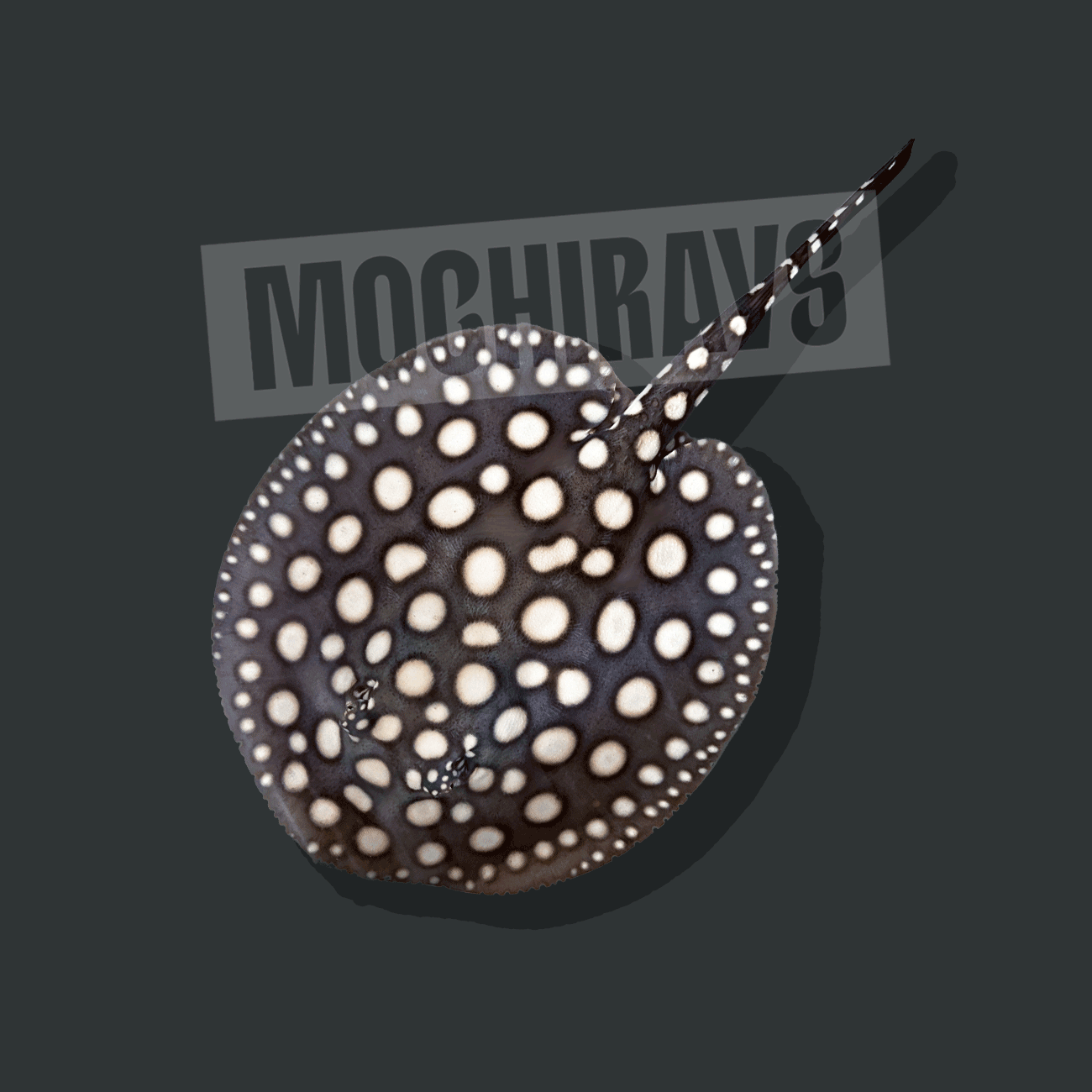 Mochi Black #09 -