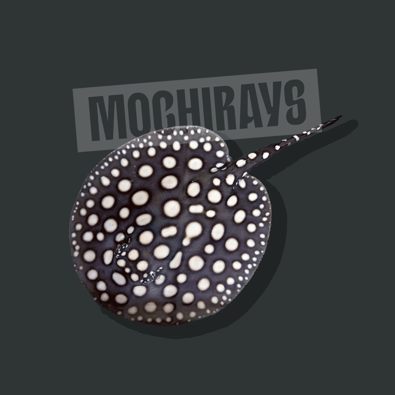 Mochi Black #10 -