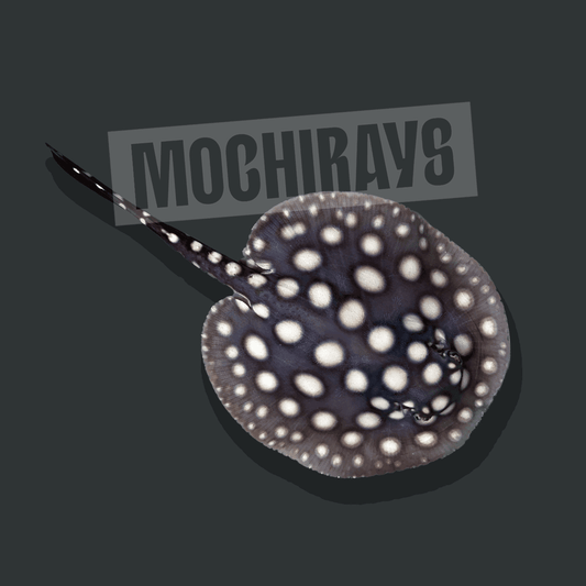 Mochi Black #11 -