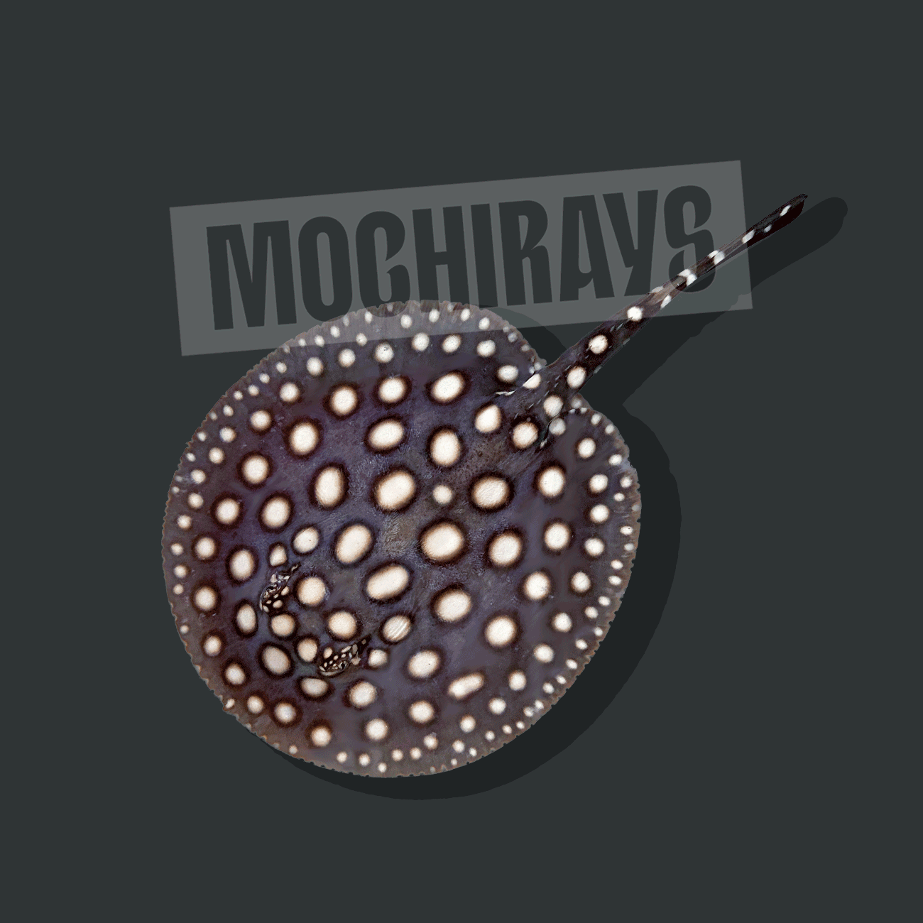 Mochi Black #12 -