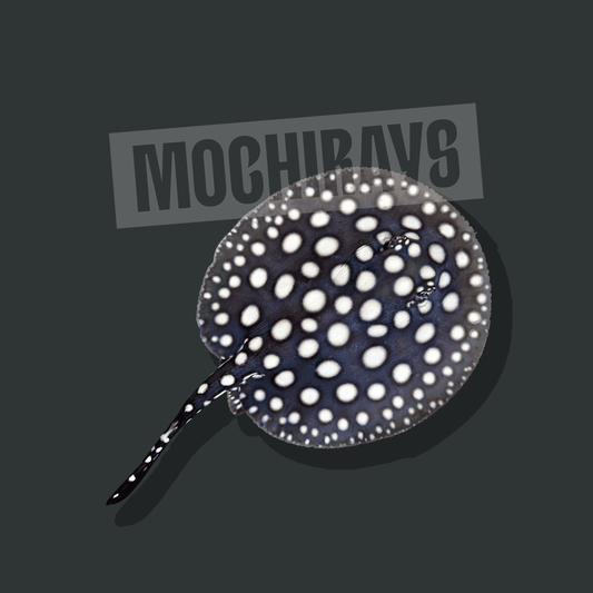 Mochi Black #13 -