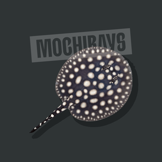 Mochi Black #17 -