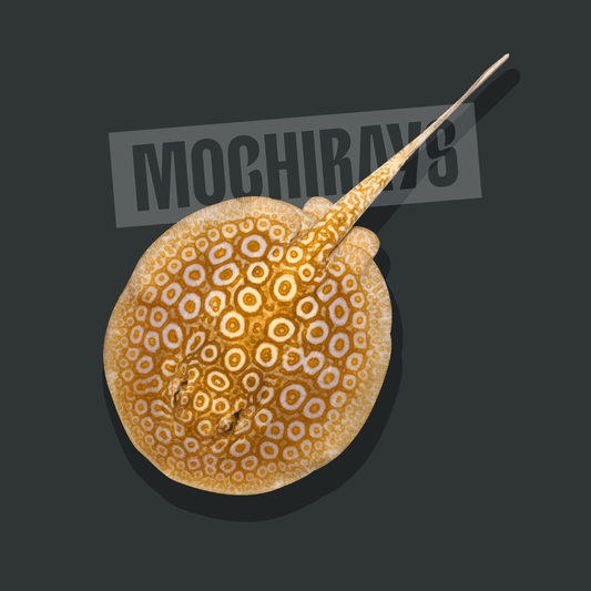 Mochi Black #20 -