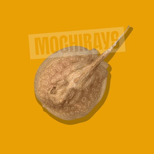 Mochi Gold #22 -