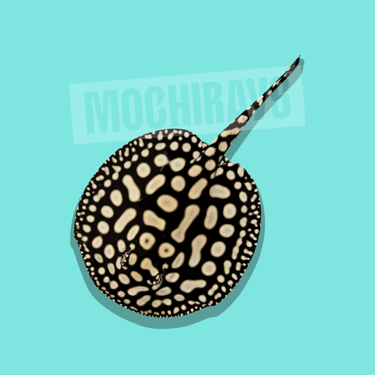 Mochi Platinum #04 -