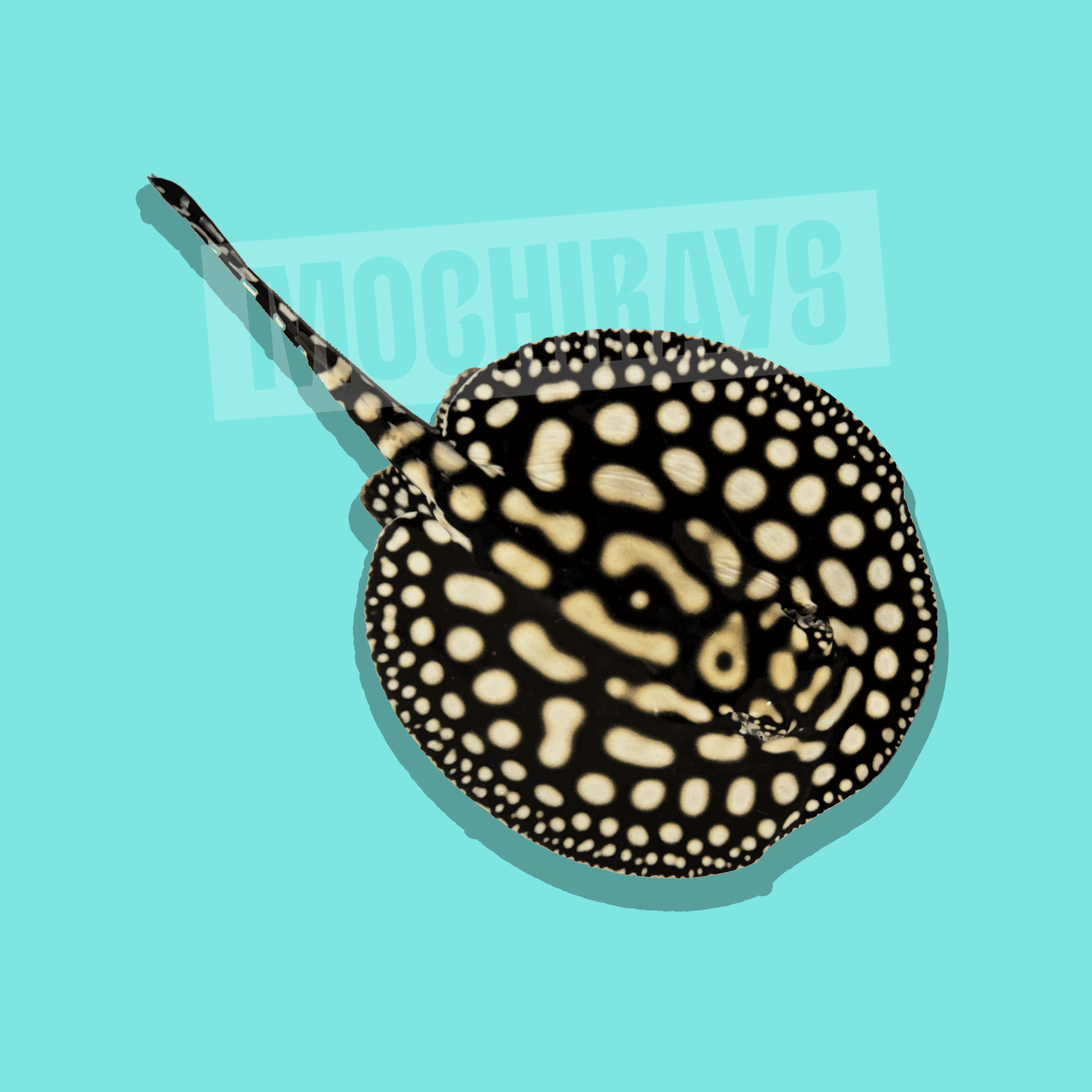 Mochi Platinum #05 -