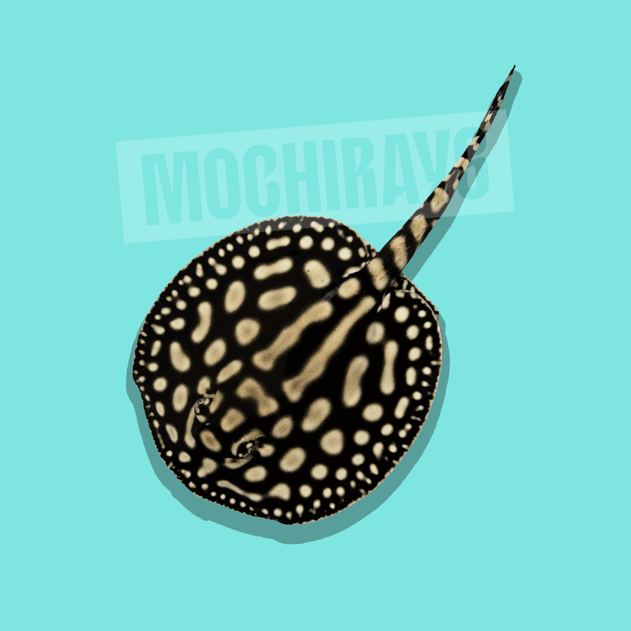 Mochi Platinum #06 -