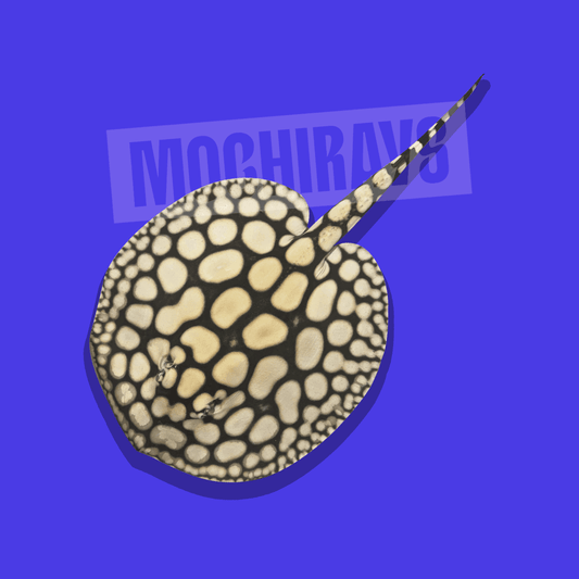 Mochi Royal #03 -