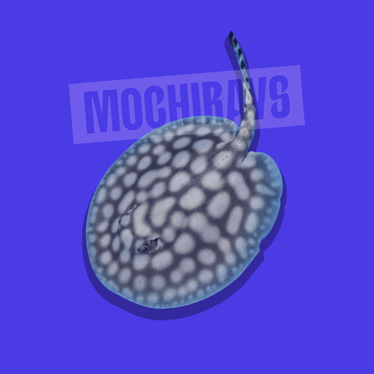 Mochi Royal #05 -