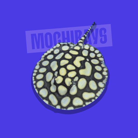 Mochi Royal #08 -