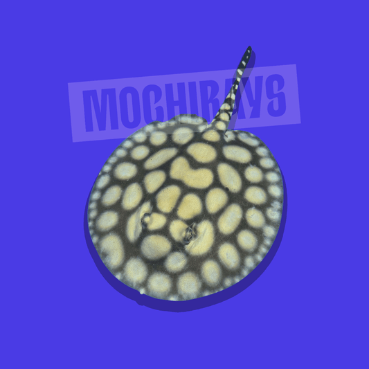 Mochi Royal #09 -