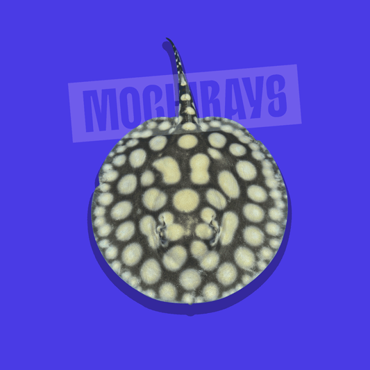 Mochi Royal #10 -