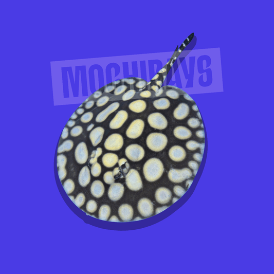 Mochi Royal #11 -