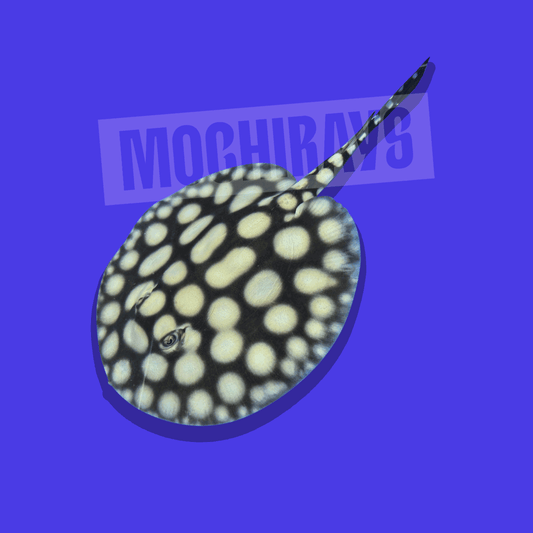 Mochi Royal #12 -