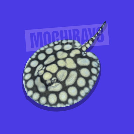 Mochi Royal #13 -