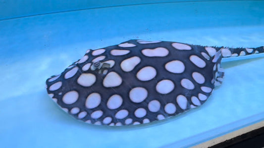 What aquarium sizes do stingrays need? - Mochirays