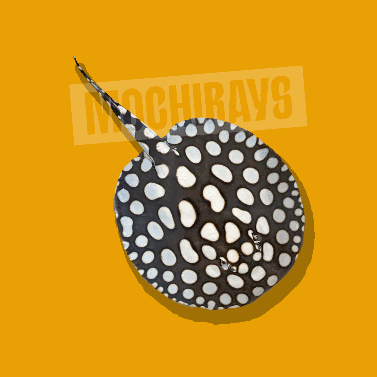 Mochi Gold #14 -